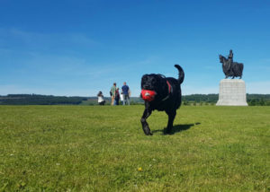 Molly at Bannockburn